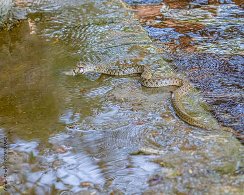 Foto A Checkered keelback