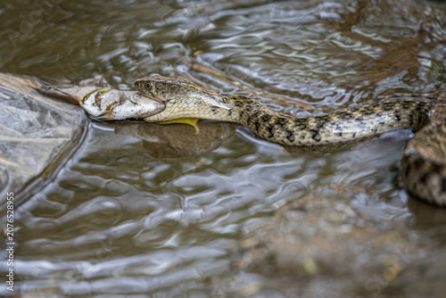 Obraz na plátne A Checkered keelback