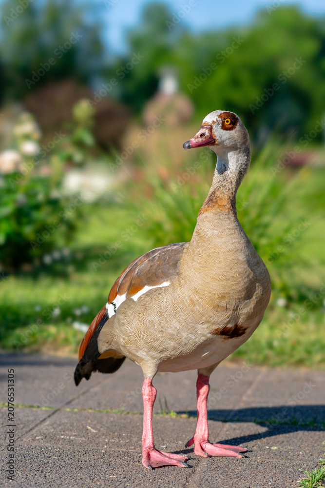 Fototapeta premium Egyptian goose standing in a sunny park