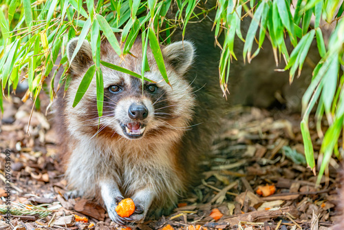 Schilderij op canvas Raccoon dog eating fruit beneath bamboo foliage