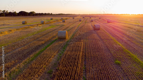 Obraz na płótnie Many bales of wheat straw twisted into rolls with long shadows after wheat harvest lie on field during sunset sunrise