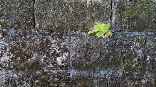 Close-up of a moss-covered cement brick wall with a young green plant emerging from a crack, showcasing weathering, resilience, natural textures, and urban environmental growth.