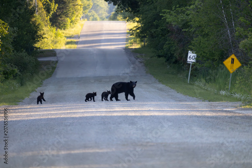 Wildlife hazard mother American black bear sow Ursus americanus with three cubs crossing rural dirt country road near speed limit sign in Ontario Canada