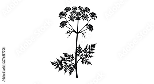 Cuadro en lienzo Wild carrot plant silhouette against a white background
