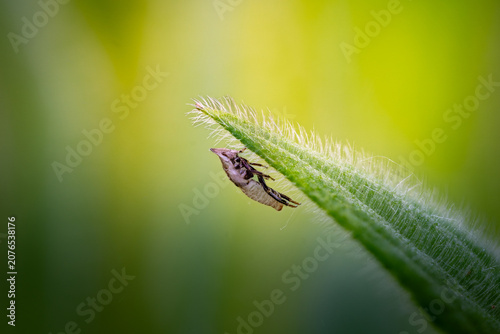 Fotografie Insect exuvia clinging to a backlit hairy leaf tip after moulting, translucent c