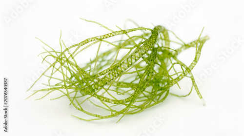 Fresh green seaweed strands on white