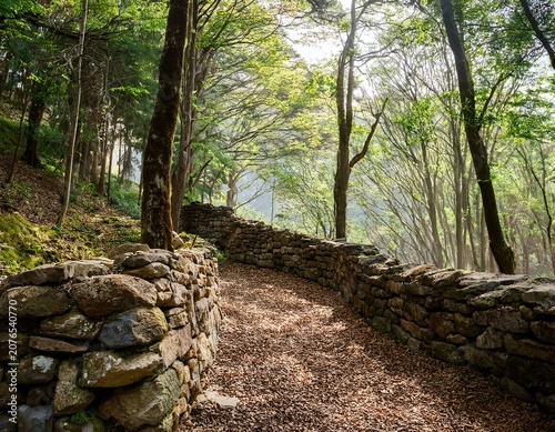 ancient stone wall in a forest