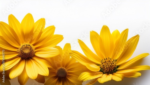 banner featuring yellow flowers on an isolated background