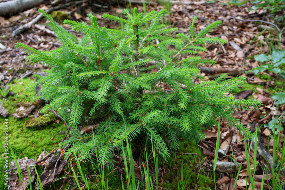 Fototapeta premium Little green fir pine tree growing in the woods, coniferous forest floor background, selective focus, sustainability concept. moss on the ground