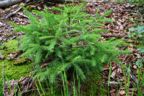   Little green fir pine tree growing in the woods, coniferous forest floor background, selective focus, sustainability concept.  moss on the ground