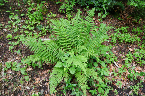 Dryopteris filix-mas male fern plant in its natural habitat, fresh green forest vegetation on a sunny day, botanical background with wild rich greenery
  .