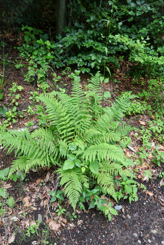 Lush green fern growing in a wild forest during summer, vibrant wild fern fronds closeup with dense undergrowth background, beautiful natural pattern in the woods
 .