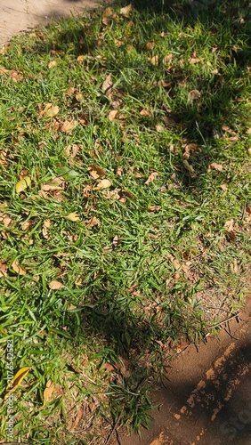 Close up of green grass covered with dry brown autumn leaves