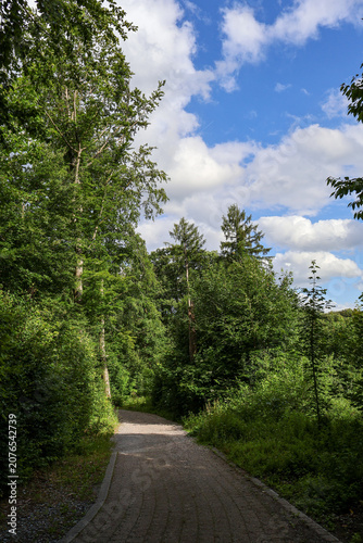 .Sunlit hiking trail in dense wild woods with vibrant green trees and fluffy clouds