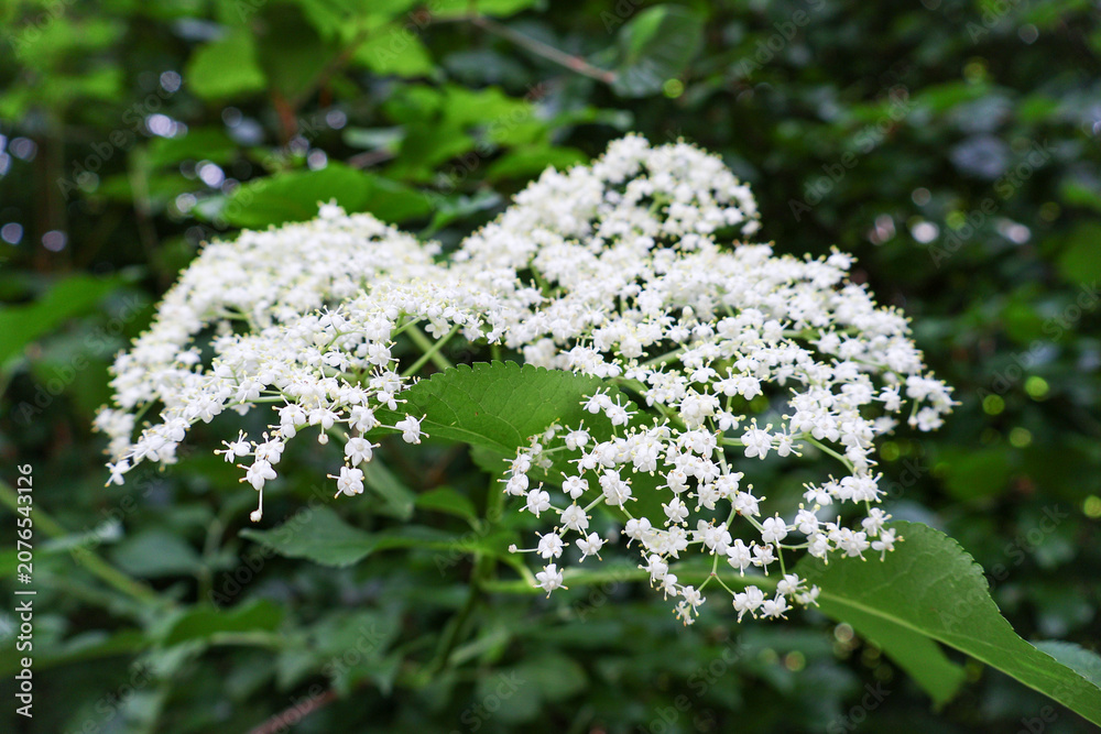 Obraz premium Wild elderberry white flowers blooming in the dark green forest.