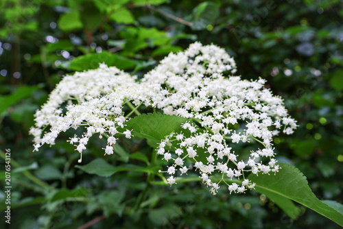  Wild elderberry white flowers blooming in the dark green forest.