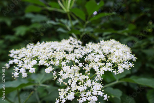 .European elder tree branch with beautiful blooming medicinal flowers.