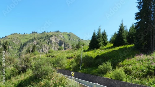 Panning across lush green mountain slope with coniferous trees, wildflowers and an asphalt road under clear blue sky on sunny day, wide shot