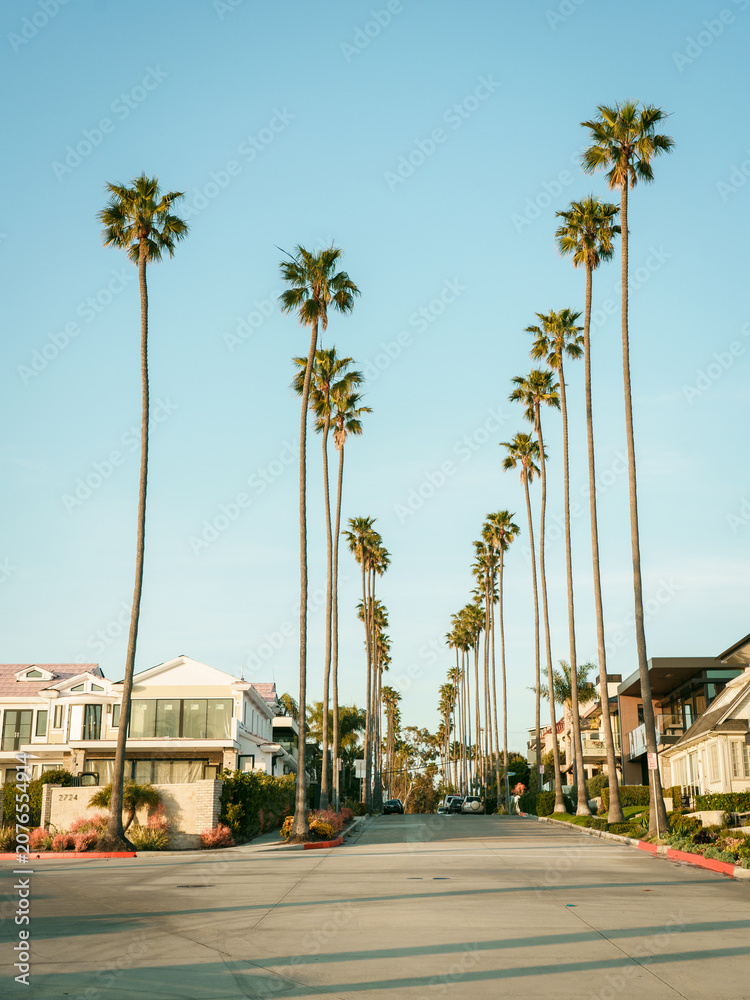 Fototapeta premium Tall palm trees in Corona Del Mar, Newport Beach, California
