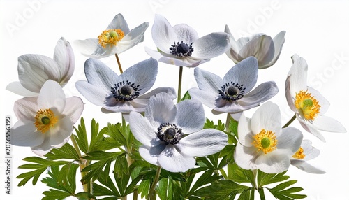 Close Up Of Wild White Anemone Flowers Isolated On Transparent Background Anemone Nemorosa