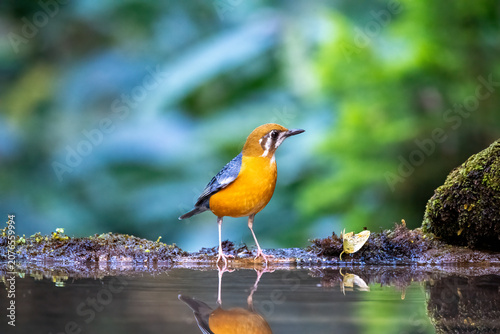 A vibrant side profile shot of an Orange-headed Thrush displaying its striking blue-grey wings, orange underparts, and distinct facial markings. The bird is standing on a 