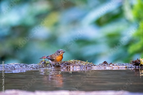 A stunning, crisp side profile of a colorful male Blue-throated Blue Flycatcher wading in a shallow pool of forest water. A pristine, clear mirror reflection tracks the bird's e