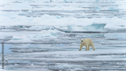 Bild auf Leinwand Polar bear on pack ice in Svalbard