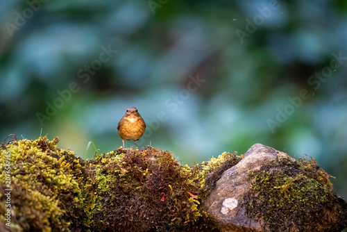 A stunning, crisp side profile of a colorful male Blue-throated Blue Flycatcher wading in a shallow pool of forest water. A pristine, clear mirror reflection tracks the bird's e