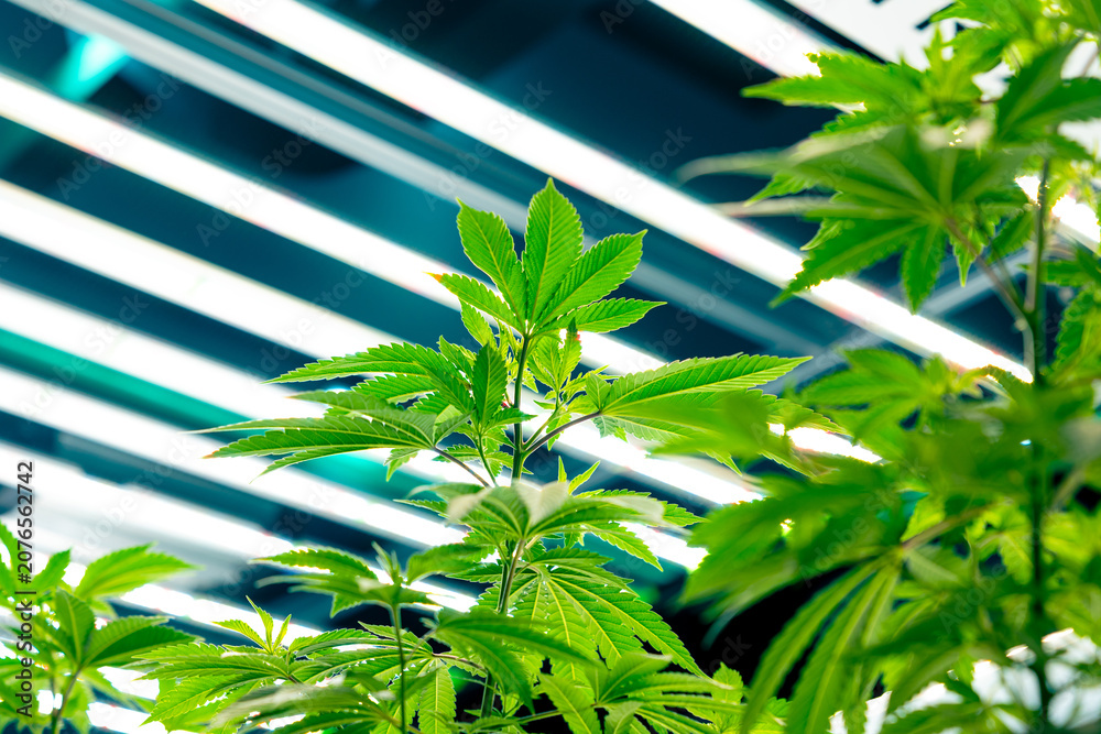 Naklejka premium Fresh Hemp plant, Cannabis indoor agriculture plantation growing under advance technology LED lights