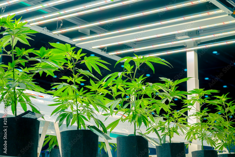 Fototapeta premium Fresh Hemp plant, Cannabis indoor agriculture plantation growing under advance technology LED lights