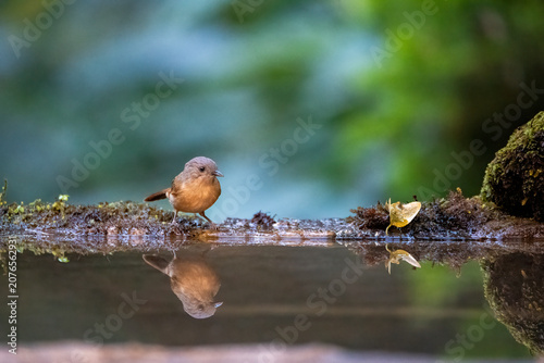 A stunning, crisp side profile of a colorful male Blue-throated Blue Flycatcher wading in a shallow pool of forest water. A pristine, clear mirror reflection tracks the bird's e