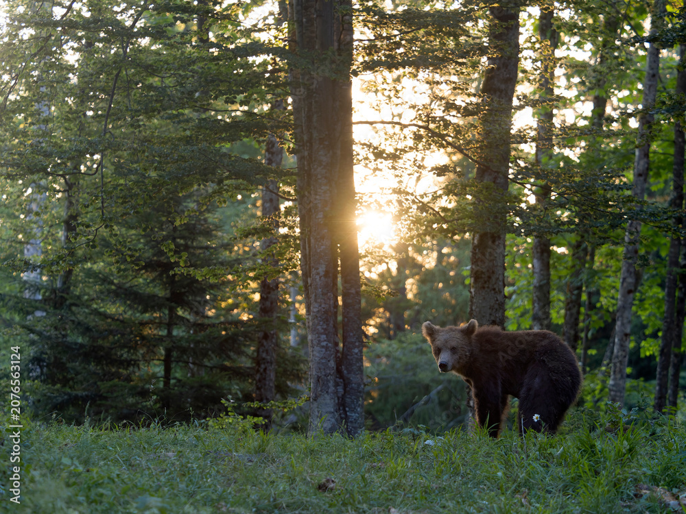 Obraz premium European brown bear, Ursus arctos arctos