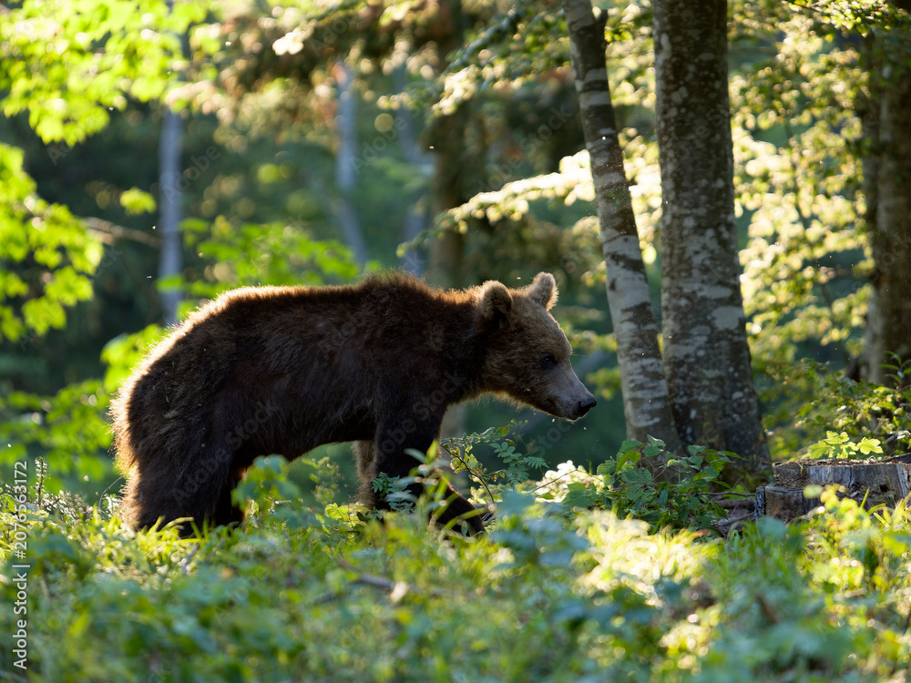 Fototapeta premium European brown bear, Ursus arctos arctos