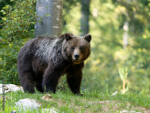 Fotografía European brown bear, Ursus arctos arctos