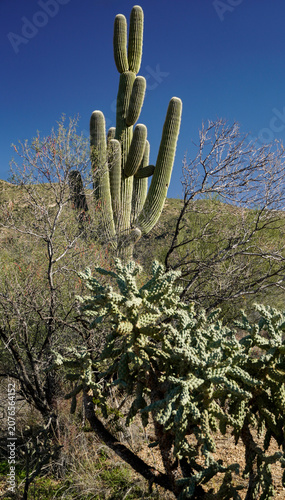 A tall saguaro cactus with many arms stands behind a cholla cactus under a bright blue sky in the desert landscape of Saguaro National Park, Arizona.