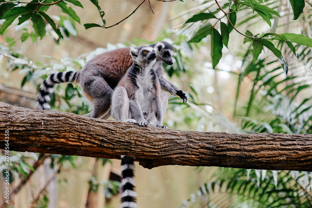 Fototapeta premium Two ring tailed lemurs resting together on tree branch in greenery.
