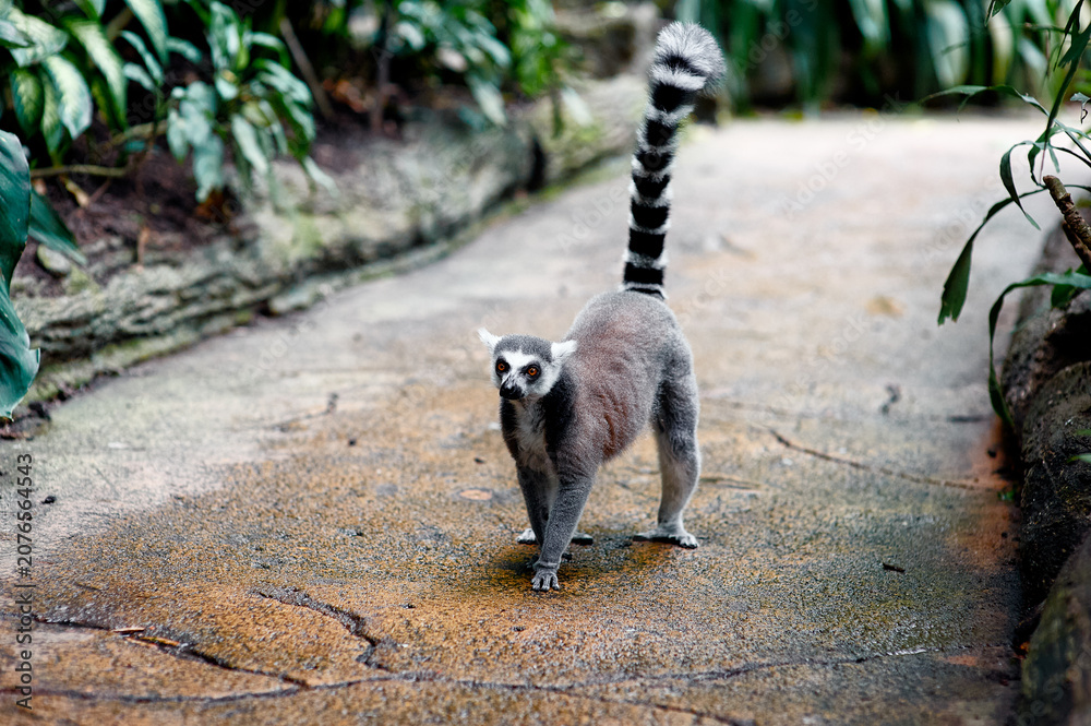 Fototapeta premium Ring-tailed lemur standing on ground path, looking alert with raised striped tail in tropical zoo environment.