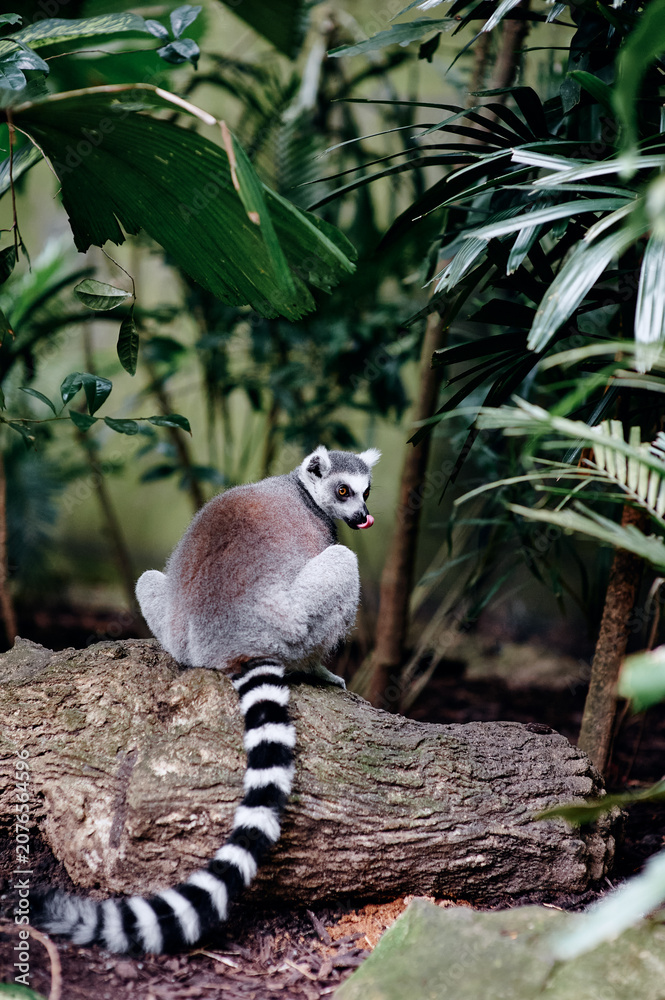 Naklejka premium Ring-tailed lemur sitting on a log surrounded by dense tropical plants.