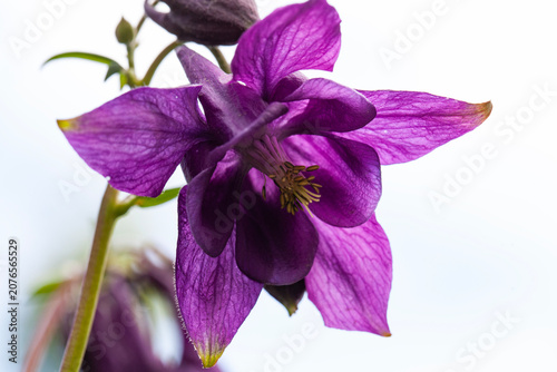 Purple aquilegia flower on a white background. (Latin Aquilegia).