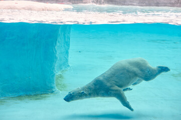 Polar bear swimming underwater in clear blue pool inside zoo enclosure.