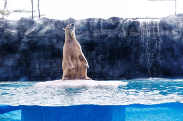Polar bear standing on ice platform roaring in zoo habitat.