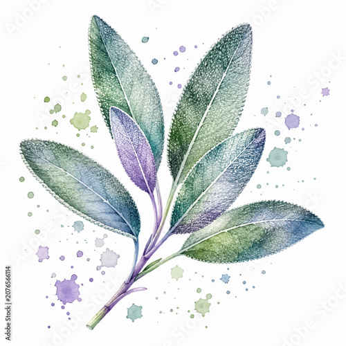 Bild auf Leinwand Sage Leaves Watercolor Illustration with Purple Green Paint Splatter