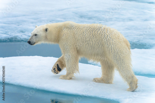 Foto Polar bear on ice in Svalbard
