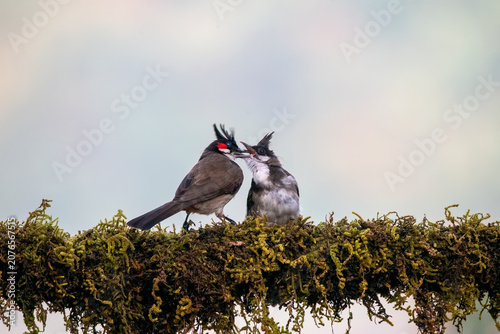 A captivating wildlife moment showing an adult Red-whiskered Bulbul carefully feeding its begging fledgling chick. The parent displays its signature tall crest and bright red chee