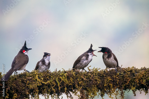 Konstfotografi A captivating wildlife moment showing an adult Red-whiskered Bulbul carefully feeding its begging fledgling chick