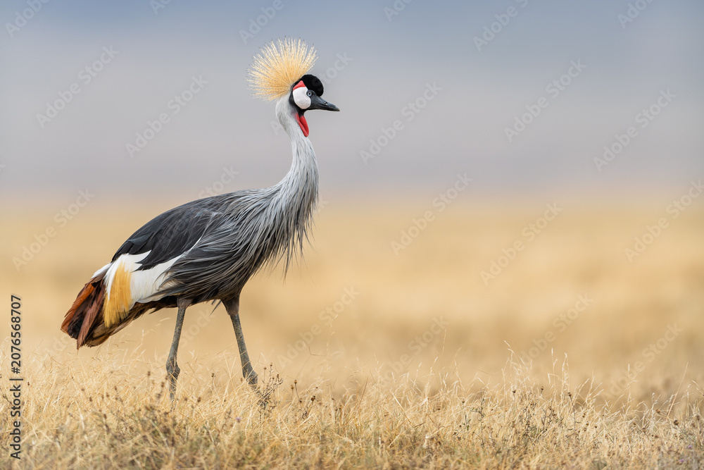Naklejka premium grey crowned crane