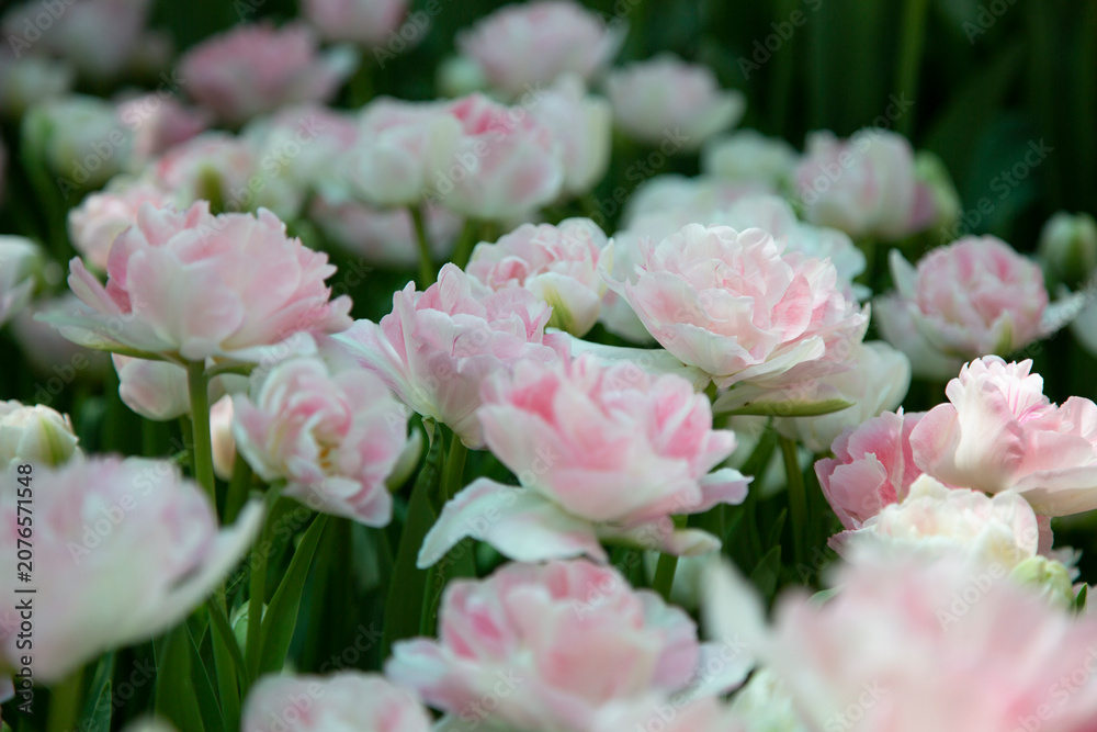 Fototapeta premium pink roses in the garden
