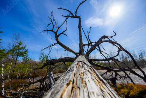 Obraz na plátně Low angle view of fallen tree trunk against bright sun symbolizing harsh environment