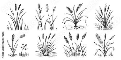 Fotografie Vintage hand drawn sketch style wild marsh reed and cattail collection vector illustration for nature design