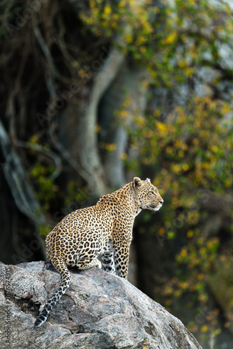 Fotografie Leopard on the rock